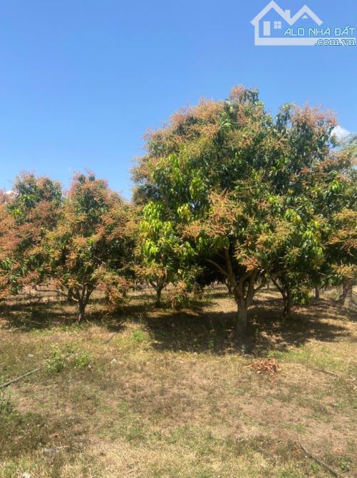 6,1ha tại thôn 6 xã Ea Wer huyện Buôn Đôn trồng full cây ăn trái