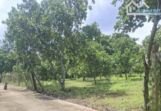 Bán 1000m2 vườn trái cây Ấp 4 - Bình Lộc, TP. Long Khánh, Đồng Nai