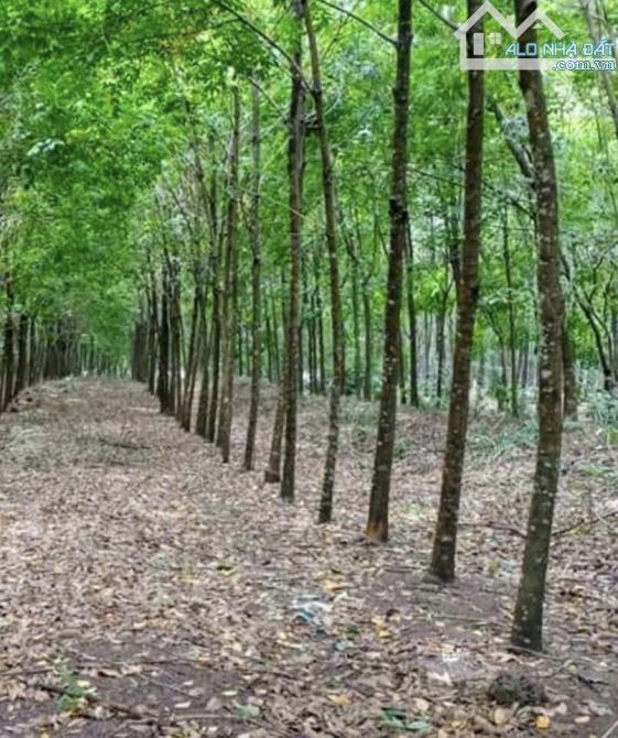 BÁN ĐẤT MẪU 2MT, LONG HOÀ, DẦU TIẾNG, DT:36x201, NỞ HẬU 84M, SHR, GIÁ 7,0 TỶ