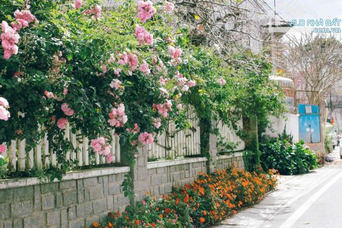 ‼️ BÁN NHÀ XƯA GÓC 3 MẶT TIỀN 547m²– KHU BIỆT THỰ CÔ GIANG – TRÁI TIM ĐÀ LẠT 🏡 - 1