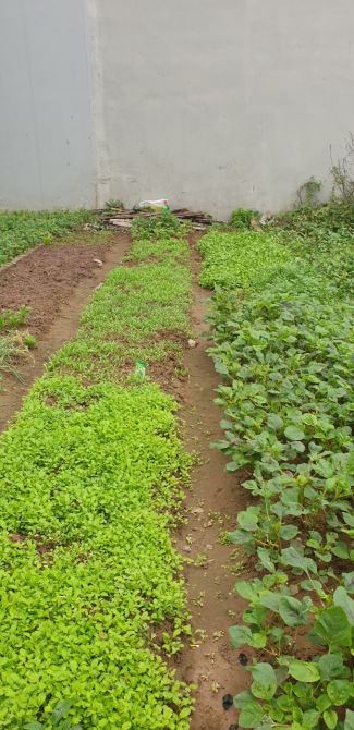 Chính chủ gửi Bán NHANH Đất Kẻ Tạnh, Việt Hưng, ô tô tránh, 56m, MT 4.1m, giá 9.2 tỷ - 2
