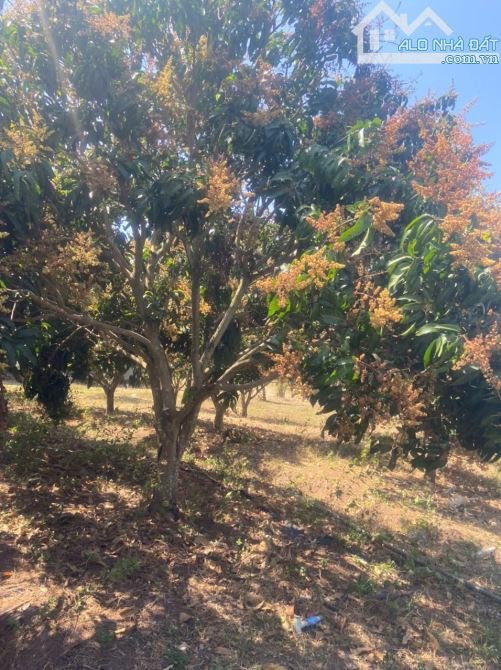 6,1ha tại thôn 6 xã Ea Wer huyện Buôn Đôn trồng full cây ăn trái - 2