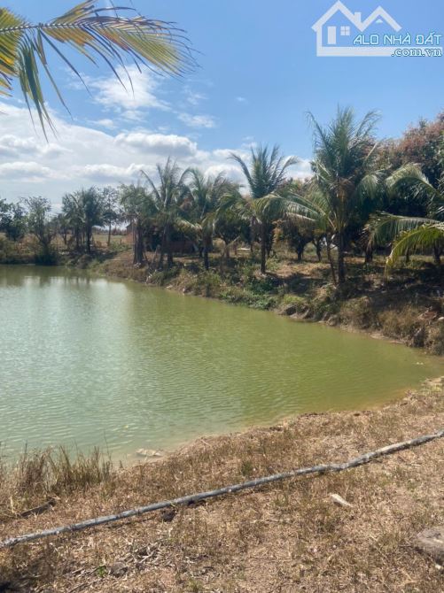 6,1ha tại thôn 6 xã Ea Wer huyện Buôn Đôn trồng full cây ăn trái - 4