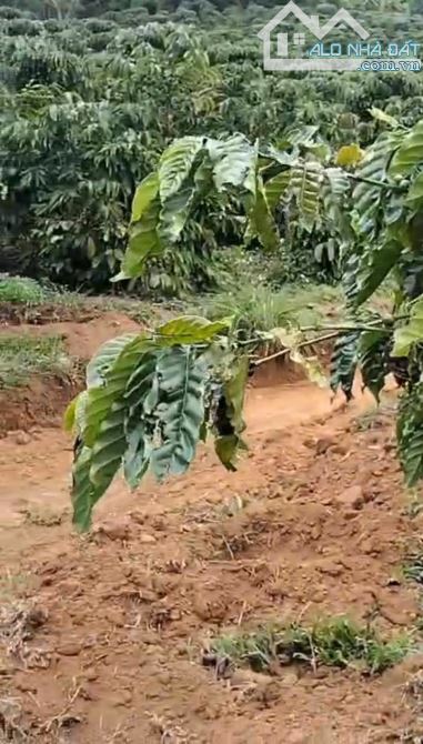 CHÍNH CHỦ CẦN BÁN GẤP LÔ ĐẤT CÓ VỊ TRÍ ĐẸP TÂN THANH  - HUYỆN LÂM HÀ   - TỈNH LÂM ĐỒNG