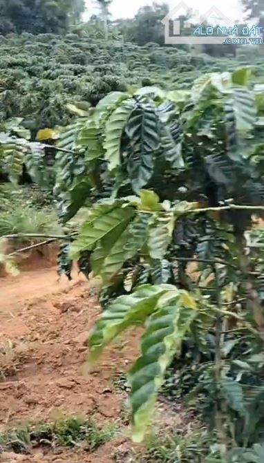CHÍNH CHỦ CẦN BÁN GẤP LÔ ĐẤT CÓ VỊ TRÍ ĐẸP TÂN THANH  - HUYỆN LÂM HÀ   - TỈNH LÂM ĐỒNG - 1