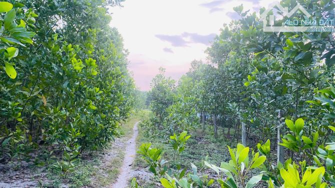 BÁN ĐẤT 1100m² PHỦ HỒNG – GẦN ĐƯỜNG TÂN MINH – SƠN MỸ – CHỈ 1,2 TỶ - 1