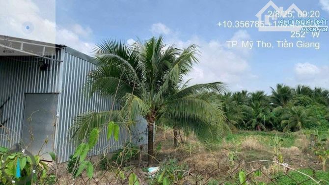 Bán 4545m2 Đất Mặt Tiền Nhựa 4m Mặt Tiền Đất 96m Dài 43m .Ấp Bình Phong, Xã Tân Mỹ Chánh - 2