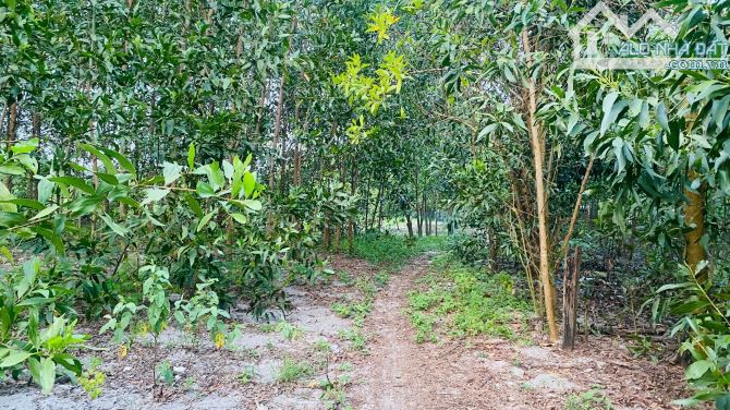 BÁN ĐẤT 1100m² PHỦ HỒNG – GẦN ĐƯỜNG TÂN MINH – SƠN MỸ – CHỈ 1,2 TỶ - 2