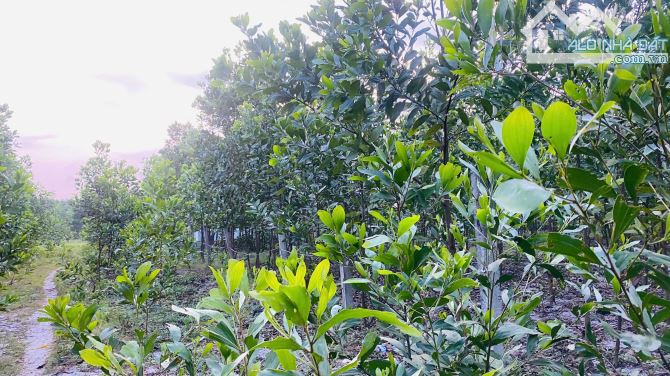 BÁN ĐẤT 1100m² PHỦ HỒNG – GẦN ĐƯỜNG TÂN MINH – SƠN MỸ – CHỈ 1,2 TỶ - 3