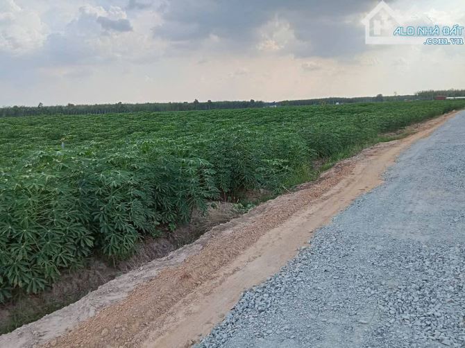 Bán đất trồng mì mặt tiền nhựa xã Ninh Điền Châu Thành Tây Ninh, DT: 370x250m.