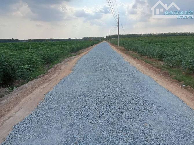 Bán đất trồng mì mặt tiền nhựa xã Ninh Điền Châu Thành Tây Ninh, DT: 370x250m. - 1
