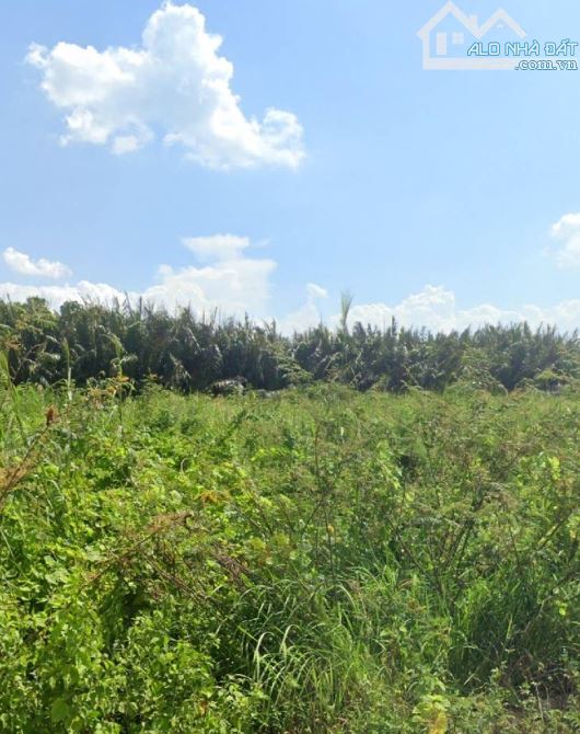 Sở hữu 2.800m2 đất Nguyễn Văn Tạo Nhà Bè chỉ với 5tỷ950 - 1