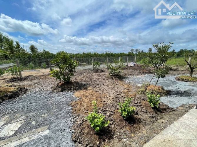 Chủ gửi bán nhà vườn 500m2 vườn. Tân Thành - Thủ thừa - long an - 15