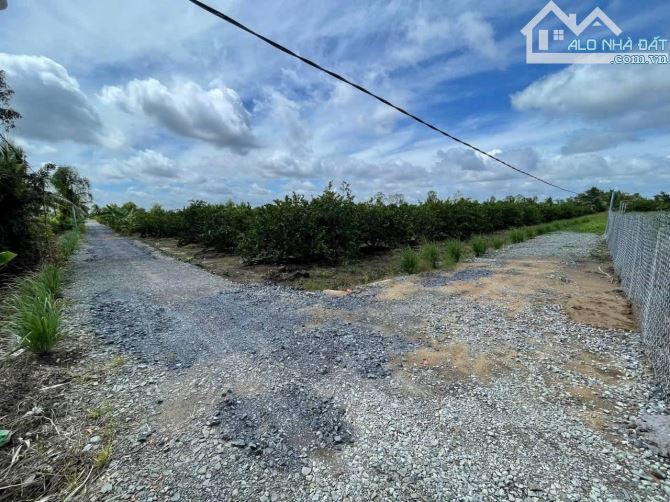 Chủ gửi bán nhà vườn 500m2 vườn. Tân Thành - Thủ thừa - long an - 2