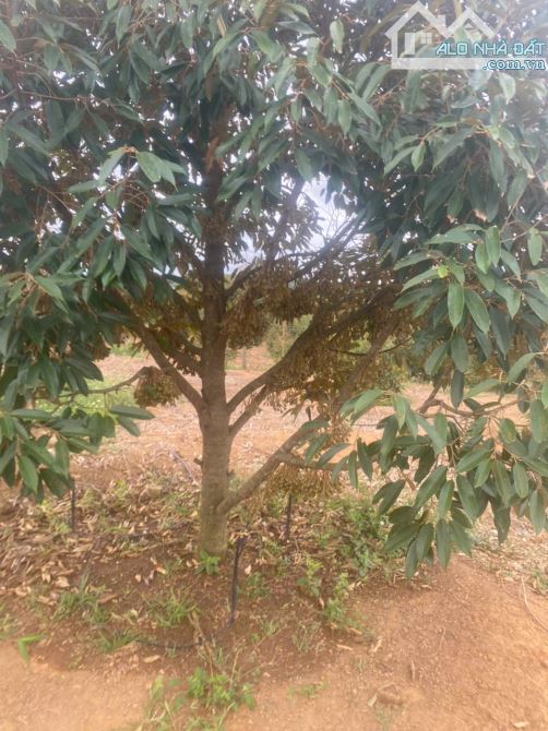 Gần 2ha đất rẫy mặt tiền tỉnh lộ Krông Nô sát hồ nước tự nhiên - 3