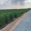 Bán đất trồng mì mặt tiền nhựa xã Ninh Điền Châu Thành Tây Ninh, DT: 370x250m.