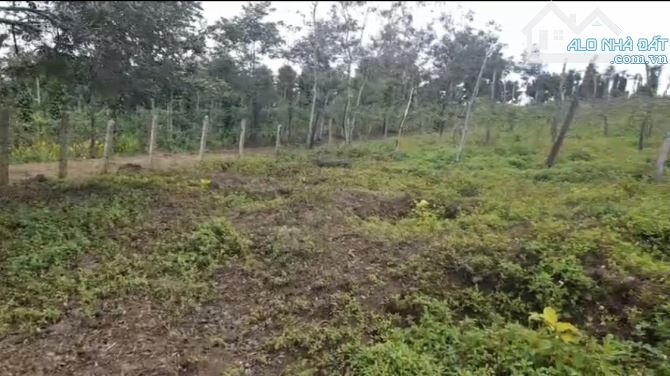 Bán lô đất đường xe hơi Quốc Lộ 14, xã Bình Thuận, TX Buôn Hồ, Đắk Lắk