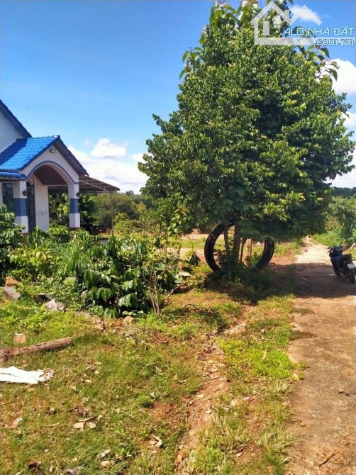 ĐẤT 1,8 SÀO TIẾP GIÁP THỔ CƯ HOÀ XUÂN - BMT - ĐAKLAK 950Triệu