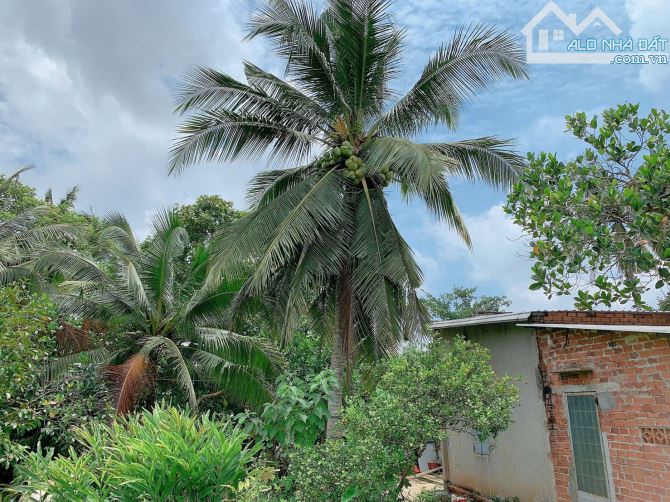 Bán khoảng 4 sào (4234m2) đất xã Bình Ba, huyện Châu Đức, BRVT.