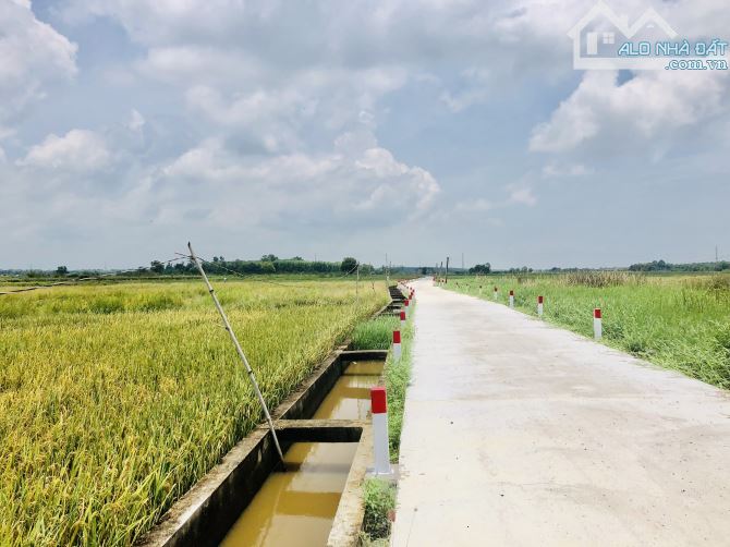 Như bước ra từ CỔ TÍCh Viêw lúa bao la đẹp lắm-dt:250m2- ngang 6mx45m-80 thổ cư-giá 9xx - 1