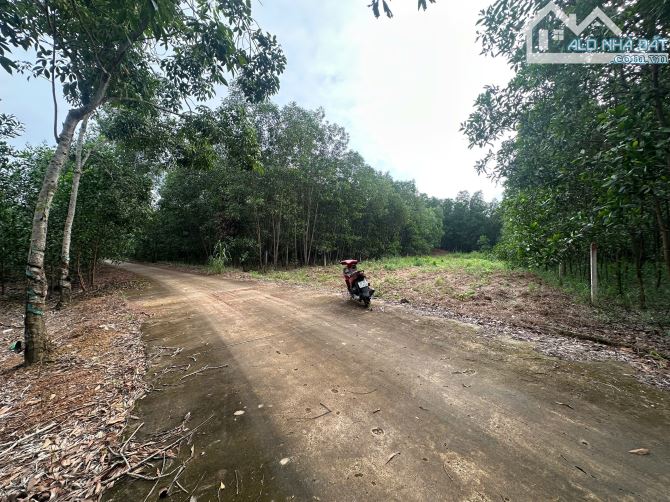 🌳 BÁN 1.411m² ĐẤT VƯỜN GIÁ RẺ TẠI TRỊ AN – VĨNH CỬU, CHỈ 1.1 TỶ - 1