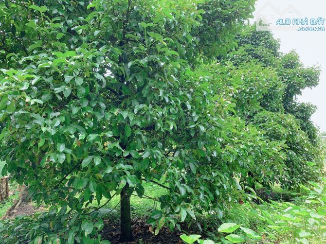 Bán khoảng 4 sào (4234m2) đất xã Bình Ba, huyện Châu Đức, BRVT. - 1