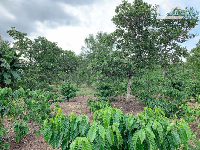 Bán khoảng 9 sào 9 (9943m2) đất xã Láng Lớn, huyện Châu Đức, BRVT. - 1
