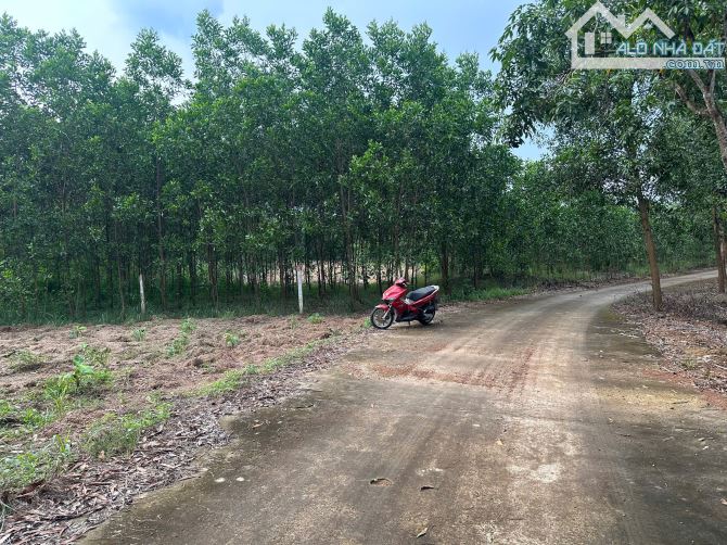 🌳 BÁN 1.411m² ĐẤT VƯỜN GIÁ RẺ TẠI TRỊ AN – VĨNH CỬU, CHỈ 1.1 TỶ - 2