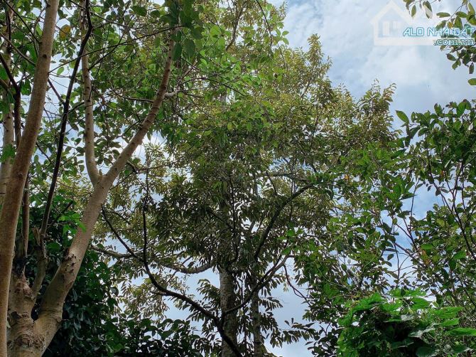 Bán khoảng 4 sào (4234m2) đất xã Bình Ba, huyện Châu Đức, BRVT. - 2