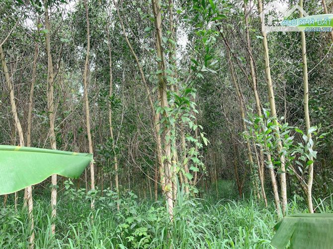 Bán khoảng 3 mẫu (29.672m2) đất xã Láng Lớn, huyện Châu Đức, BRVT. - 2