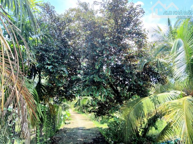 Bán KHU ĐẤT NHÀ VƯỜN rộng 4.300m3. ấp Long Hòa A, Phường Đạo Thạnh (Mỹ Tho) Tỉnh Đồng Tháp - 3