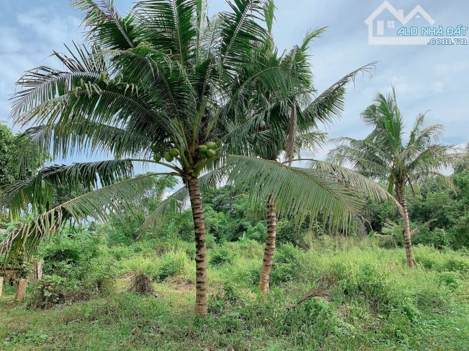 Bán khoảng 4 sào (4080m2) đất xã Láng Lớn, huyện Châu Đức, BRVT. - 3
