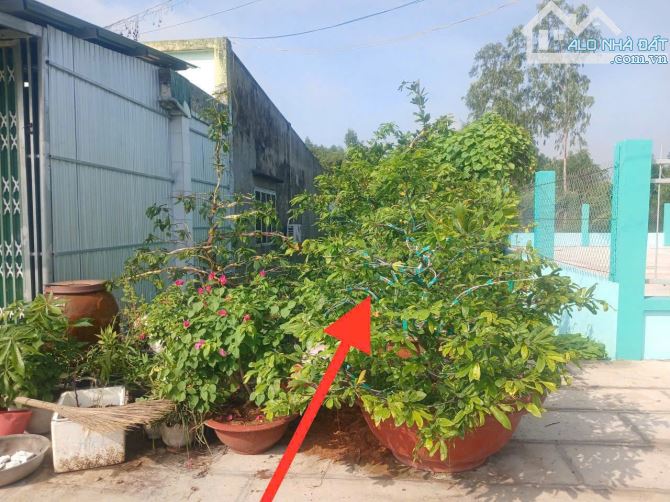 Chính chủ cần bán 5x20m đất mặt tiền đường A, khu dân cư  huyện Tân Phước,Tiền Giang - 4
