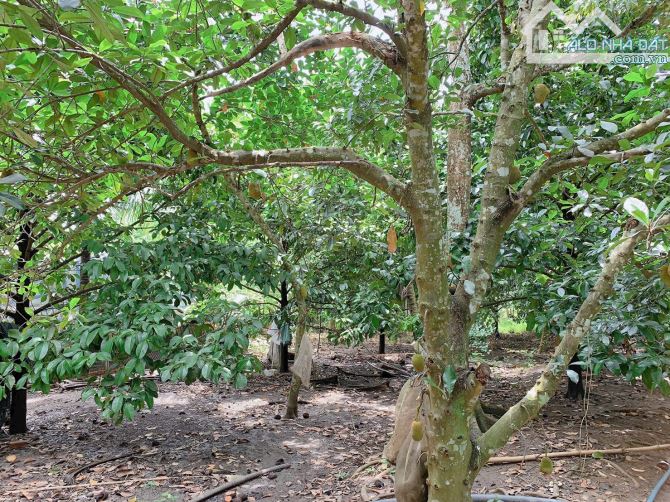 Bán khoảng 4 sào (4234m2) đất xã Bình Ba, huyện Châu Đức, BRVT. - 5