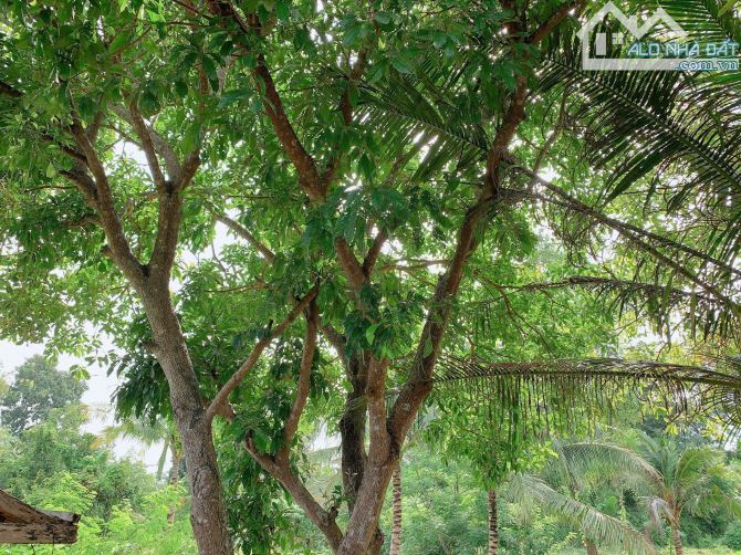 Bán khoảng 4 sào (4080m2) đất xã Láng Lớn, huyện Châu Đức, BRVT. - 5
