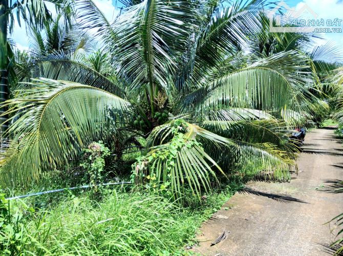 Bán KHU ĐẤT NHÀ VƯỜN rộng 4.300m3. ấp Long Hòa A, Phường Đạo Thạnh (Mỹ Tho) Tỉnh Đồng Tháp - 6
