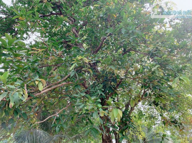 Bán khoảng 4 sào (4080m2) đất xã Láng Lớn, huyện Châu Đức, BRVT. - 6