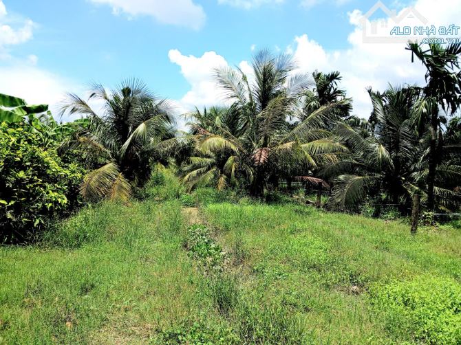 Bán KHU ĐẤT NHÀ VƯỜN rộng 4.300m3. ấp Long Hòa A, Phường Đạo Thạnh (Mỹ Tho) Tỉnh Đồng Tháp - 7