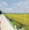 Như bước ra từ CỔ TÍCh Viêw lúa bao la đẹp lắm-dt:250m2- ngang 6mx45m-80 thổ cư-giá 9xx
