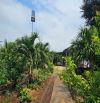 Bán vườn 2500m2 có nhà cấp 4 ngay UBND Tân Hiệp - Phú Giáo -TPHCM
