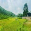 2878m Có 400m Đất Ở - View Cánh Đồng Đẹp - Gần Serena RESOFT