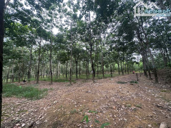 🔥 5 sào đất cao su đang khai thác – giá chỉ 488.000 đ/m² tại xã Trị An!