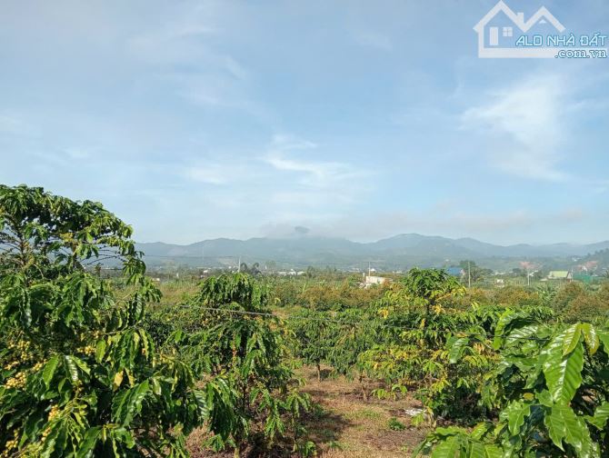 2.8 sào cafe phường 3 Bảo Lộc, 200m thổ cư. - 1
