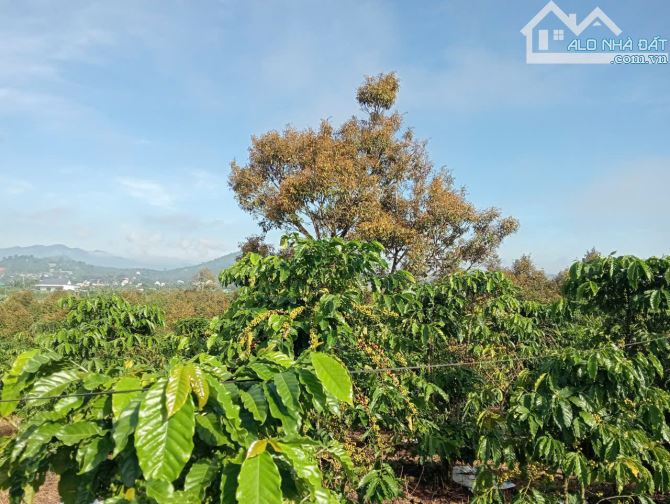 2.8 sào cafe phường 3 Bảo Lộc, 200m thổ cư. - 3