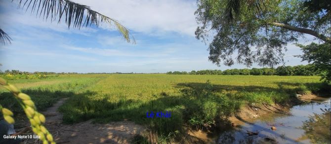 🔰 Bán đất lúa: 42.000m² (23m x 557m, nở hậu 71m) Đường nhựa 5m, xã Phú Hiệp, H Tam Nông - 3