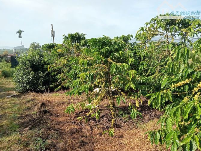 2.8 sào cafe phường 3 Bảo Lộc, 200m thổ cư. - 4