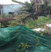 KHU PHỐ ĐÊM NHỘN NHỊP - CHỢ VIỆT KIỀU ĐƯỜNG LƯU BÌNH HƯƠNG CỦ CHI - 184M2 - FULL THỔ CƯ -