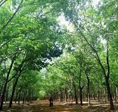 chuyển nhượng dự án 1500 hecta tiềm năng trồng cao su, dược liệu, chăn nuôi, năng lượng