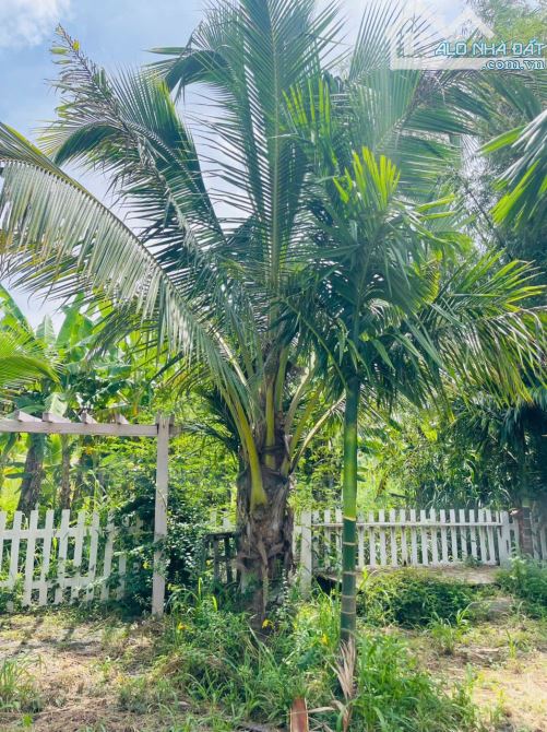 NHÀ VƯỜN VIEW SUỐI NGOẠI Ô BUÔN MA THUỘT THÔN 6 XÃ HOÀ KHÁNH - Loctran - 10