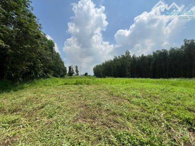 Bán đất view sông Đồng Nai Bình Lợi - 1